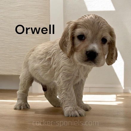 puppy, for, sale, Cocker Spaniel, Joe & Cherri  Overlease, dog, breeder, Miller, MO, dog-breeder, puppy-for-sale, forsale, nearby, find, puppyfind, locator, puppylocator, aca